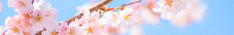 桜にまつわる季語を楽しむ